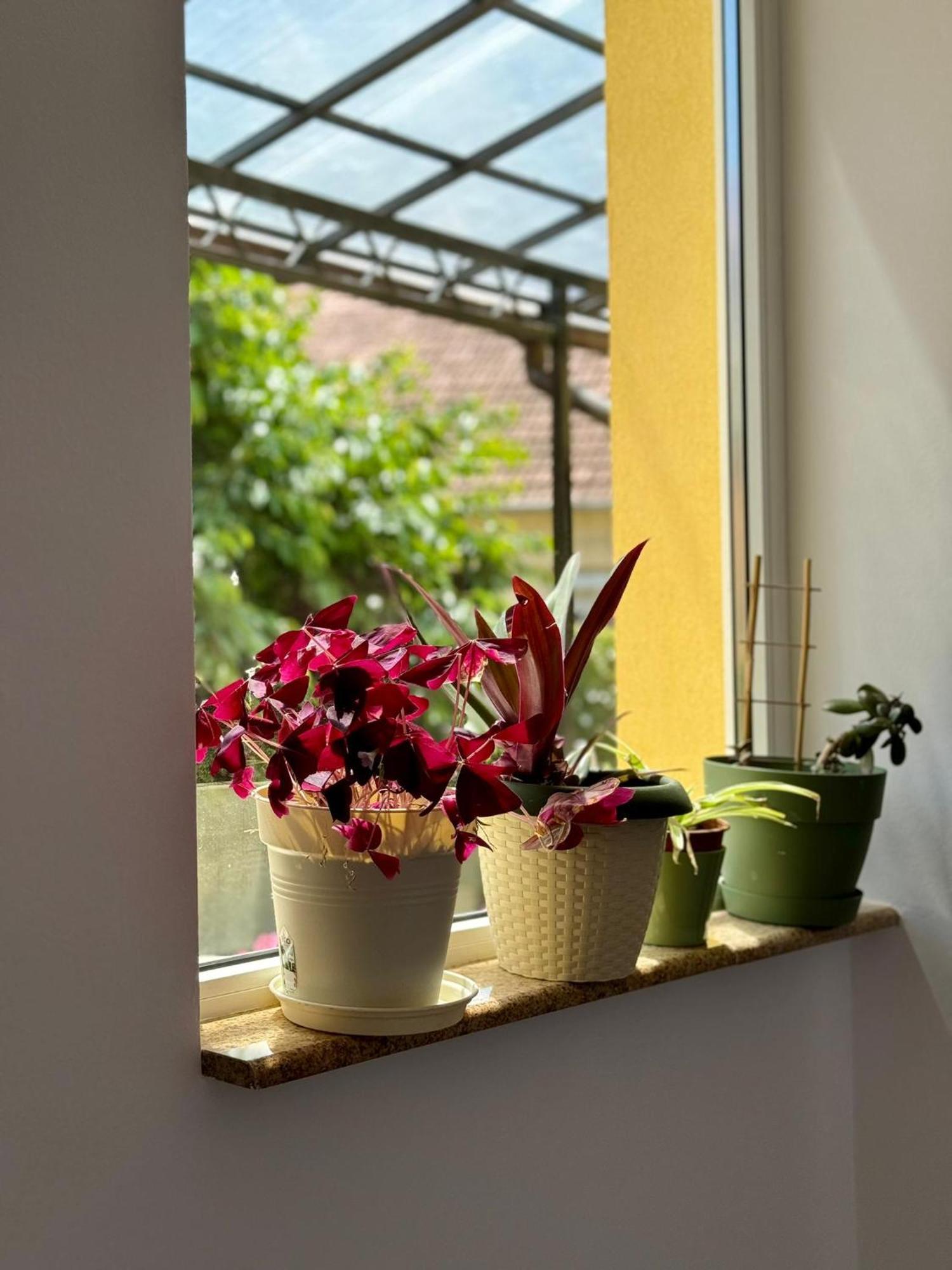 Apartament Victoria Temesvár Kültér fotó